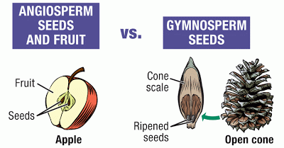 What are Angiosperms and Gymnospserms
